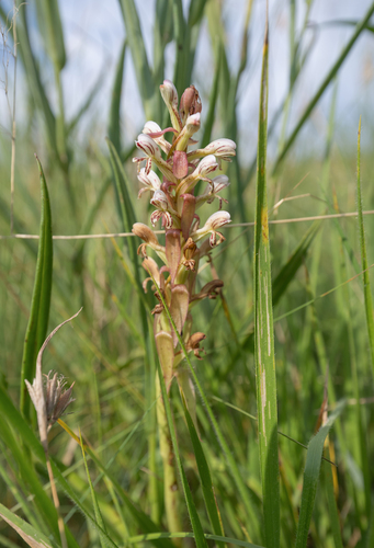 Tassel Satyre (Satyrium cristatum)