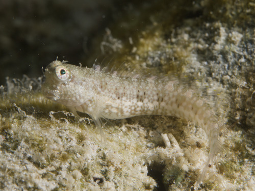 Blue-spot blenny (Salarias guttatus) — Blenniidae — 5