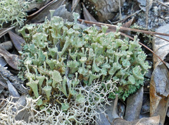 Cladonia rappii
