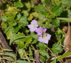 Veronica calycina