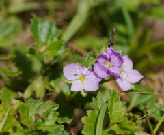 Veronica calycina