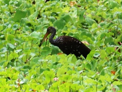 Aramus guarauna