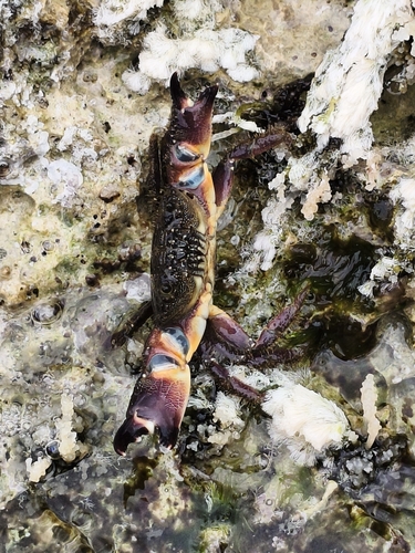 Warty Crab (Eriphia verrucosa)