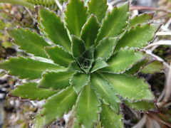 Pachycladon latisiliquum