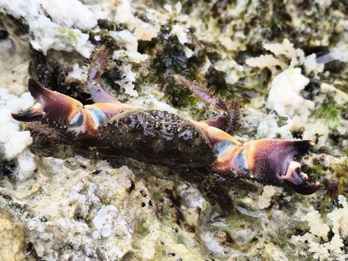 Warty Crab (Eriphia verrucosa)