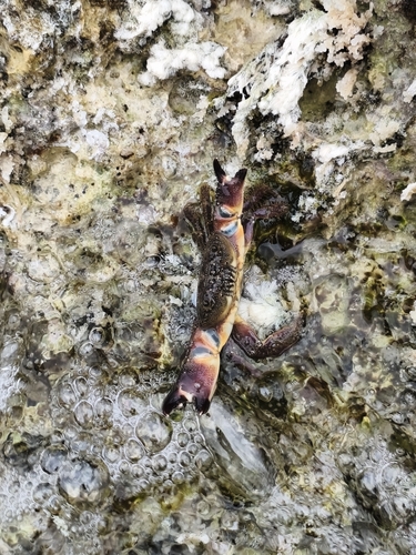 Warty Crab (Eriphia verrucosa)
