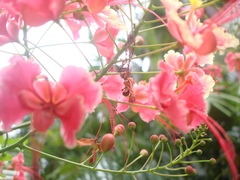 Caesalpinia pulcherrima