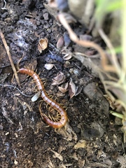 Scolopocryptops gracilis