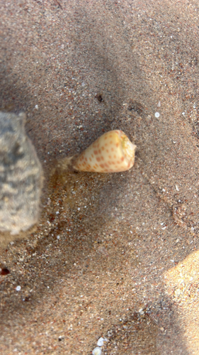 Tessellate Cone — seen at this dive site