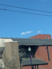 Columba livia domestica