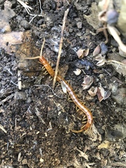 Scolopocryptops gracilis