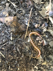 Scolopocryptops gracilis