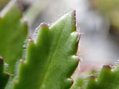 Pachycladon latisiliquum