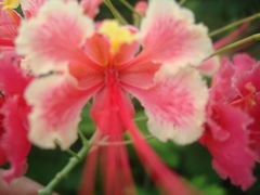 Caesalpinia pulcherrima