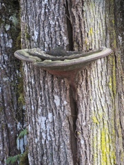 Phellinus everhartii