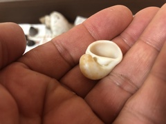 Naticarius alapapilionis