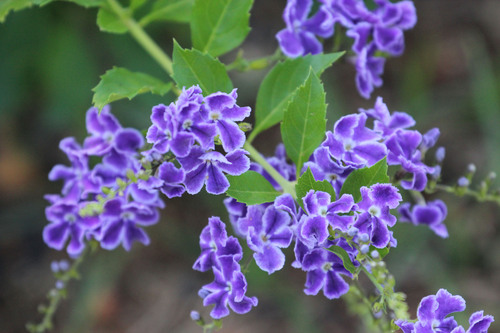 Duranta erecta