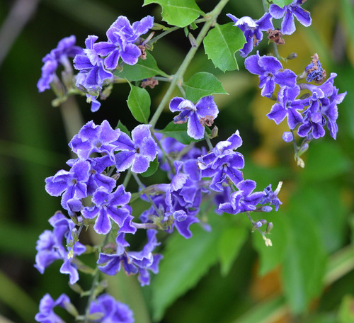 Duranta erecta