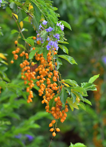 Duranta erecta