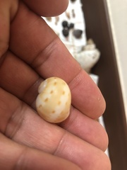 Naticarius alapapilionis