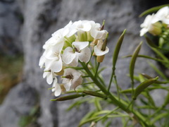Pachycladon latisiliquum