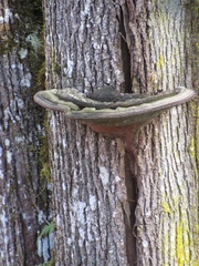 Phellinus everhartii