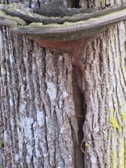 Phellinus everhartii