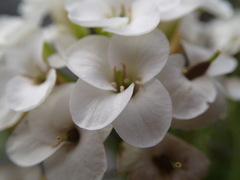 Pachycladon latisiliquum