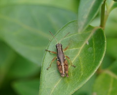 Phaulacridium vittatum