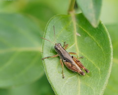 Phaulacridium vittatum