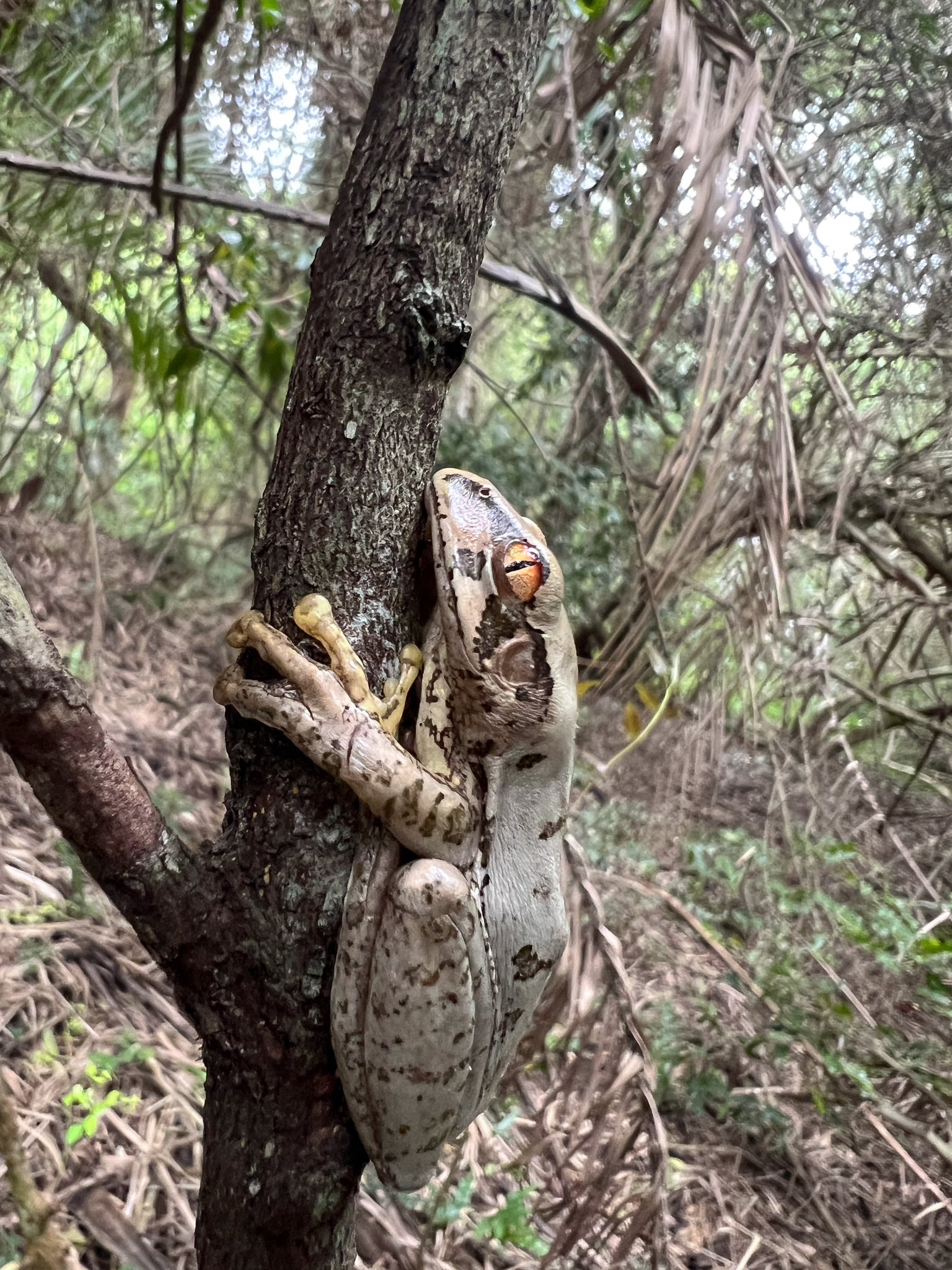 Leptopelis natalensis (Smith, 1849)