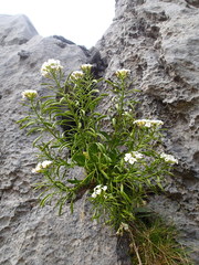 Pachycladon latisiliquum