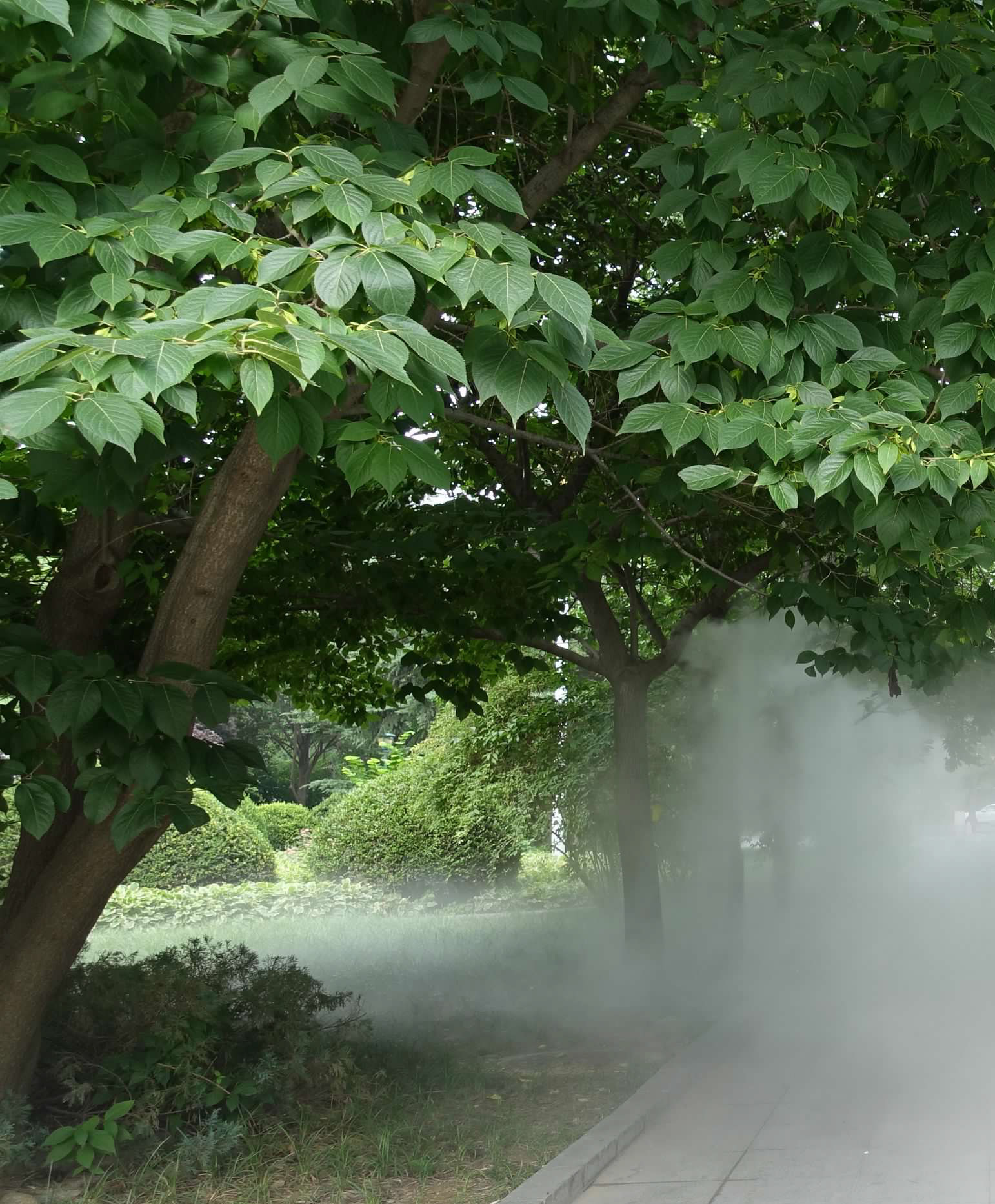 Date Plum (Diospyros lotus)