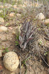 Dudleya attenuata