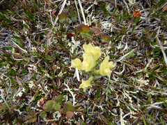 Oxytropis maydelliana