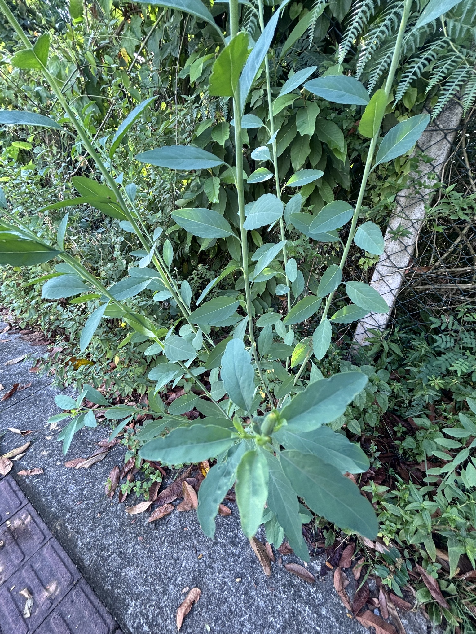 Yerba Porosa (Porophyllum ruderale)