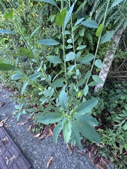 Porophyllum ruderale (Porophyllum ruderale)
