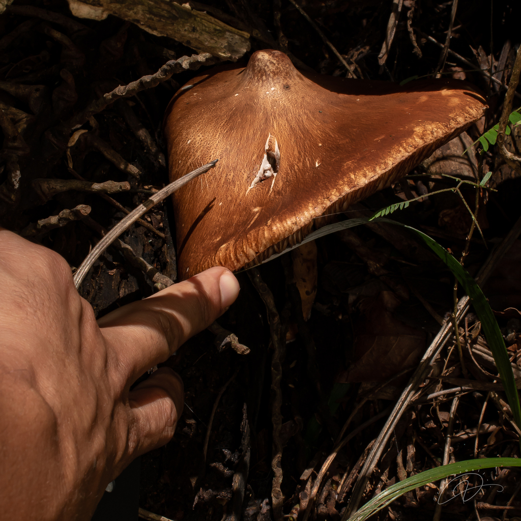 Macrolepiota capelariae · March 2026 · photo: © roe_brasil (iNaturalist, cc-by)