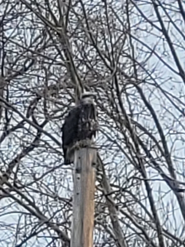 iNaturalist observation 2026-02-14