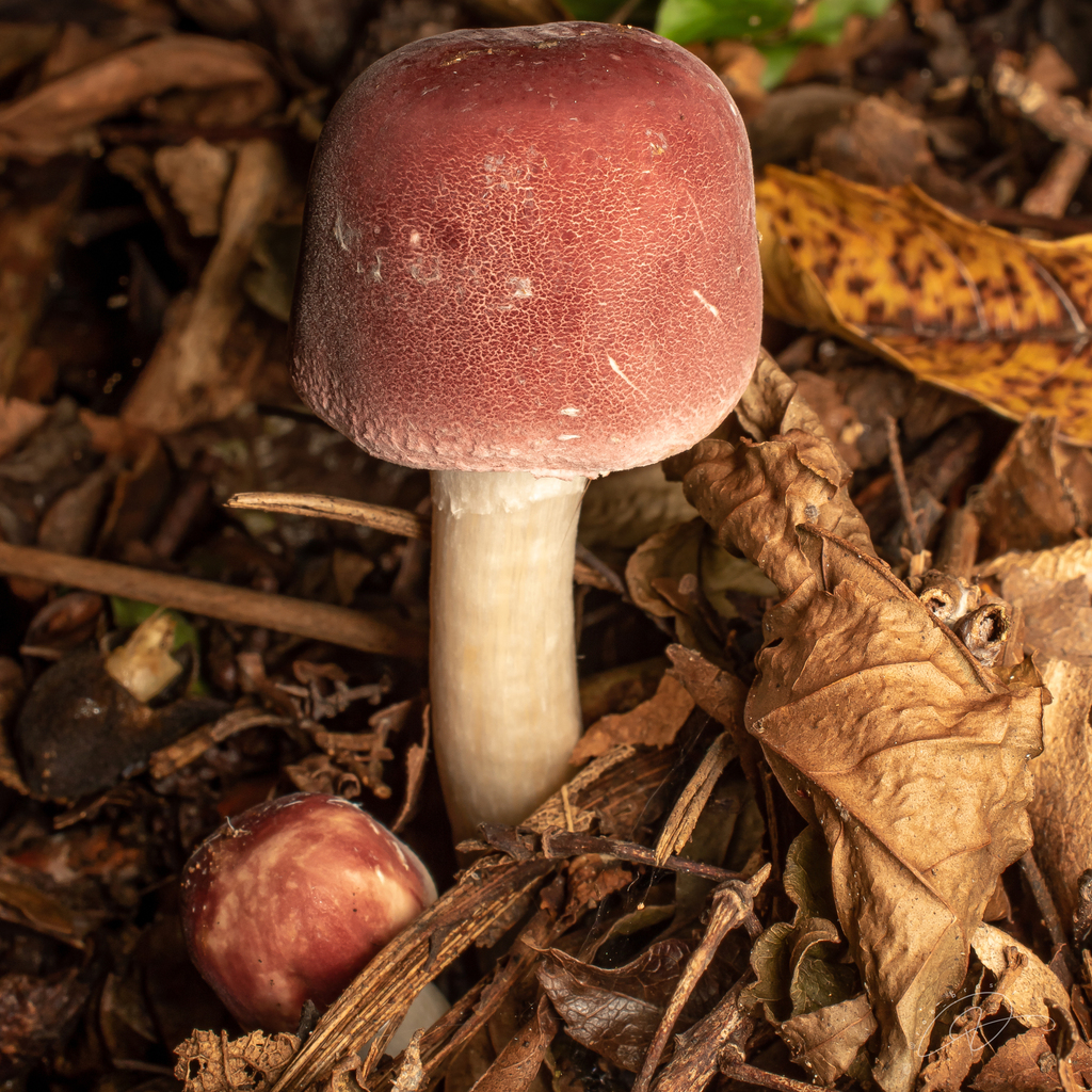 Leucocoprinus lilaceus