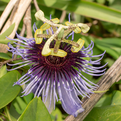 Passiflora amethystina (Passiflora amethystina)