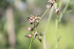 Byttneria jaculifolia