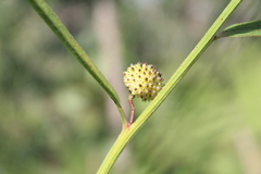 Byttneria jaculifolia