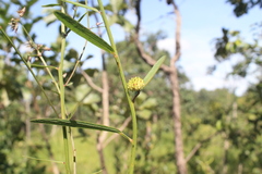 Byttneria jaculifolia