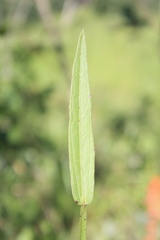 Byttneria jaculifolia