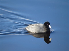 Fulica americana americana