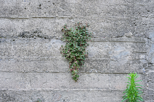 pink knotweed