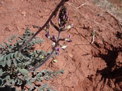 Astragalus layneae