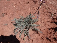 Astragalus layneae