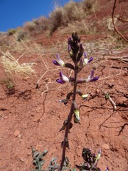 Astragalus layneae